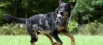 Permalink to: Beauceron