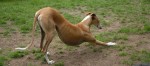 Permalink to: Galgo Espanol