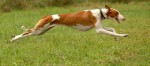 Permalink to: Podenco