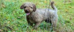 Permalink to: Spanischer Wasserhund
