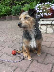hundedame-chica